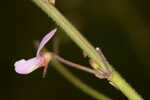 Panicledleaf ticktrefoil